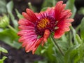 Red gaillardia flower with a yellow center on a green leaf background. Gailardia petals wet from raindrops. Royalty Free Stock Photo