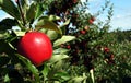 Red gala apple Royalty Free Stock Photo