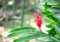 Red galangal flower in garden Royalty Free Stock Photo