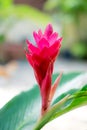 Red Galangal flowers Royalty Free Stock Photo