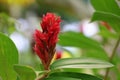 Red galangal is red color blooming with garden beautiful and freshness in nature Royalty Free Stock Photo