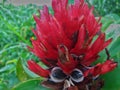red galangal Royalty Free Stock Photo