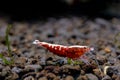 Red galaxy dwarf shrimp look for food in aquatic soil in freshwater aquarium tank Royalty Free Stock Photo