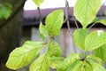 Red galls caused by acari