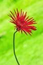 Red Garbera Flower in Green Garden Royalty Free Stock Photo