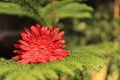 A red garbera flower on sun shine. Royalty Free Stock Photo