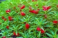 Red Garden Balsam, Impatiens Balsamina Linn flower Royalty Free Stock Photo