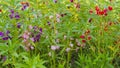 Red Garden Balsam Impatiens Balsamina Linn flower in garden