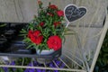 Red garden carnations in flower pot on shelf with the price on wooden stick close-up. Gardening season