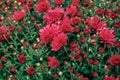 Beautiful red garden chrysanthemum flowers bush Royalty Free Stock Photo