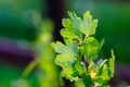 Red garden currant leaves