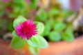 Red garden flower Aptenia cordifolia with green leaves Royalty Free Stock Photo