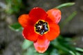 Red garden flower with large beautiful red petals closeup