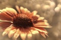 Red garden flower on a white-brown blurred background bokeh. Close-up. Floral background. Soft focus.Bbloom in the sun. Floral ba Royalty Free Stock Photo