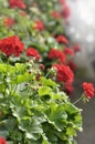 Red Garden Geranium Flowers