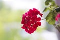 Red garden geranium flowers  with blurred background Royalty Free Stock Photo