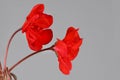 Red garden Geranium flowers isolated on grey background