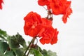 Red garden geranium flowers in pot Royalty Free Stock Photo