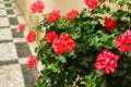 Red garden geranium flowers in pot , close up shot geranium flowers. pelargonium Royalty Free Stock Photo