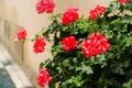 Red garden geranium flowers in pot , close up shot geranium flowers. pelargonium Royalty Free Stock Photo