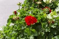 Red garden geranium flowers in pot , close up shot / geranium Royalty Free Stock Photo