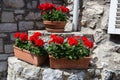 Red garden geranium flowers in pot , close up shot geranium flowers, pelargonium Royalty Free Stock Photo