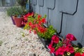 Red garden geranium flowers in pot , close up shot geranium flowers, pelargonium Royalty Free Stock Photo