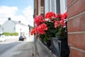 Red garden geranium flowers in pot , close up shot geranium flowers, pelargonium Royalty Free Stock Photo