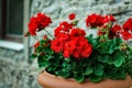 Red garden geranium flowers in pot