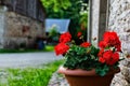 Red garden geranium flowers in pot Royalty Free Stock Photo