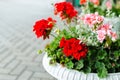 Red garden geranium flowers in pot