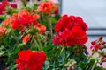 Red garden geranium flowers in pot