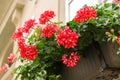 Red garden geranium flowers in pot , close up shot geranium flowers. pelargonium Royalty Free Stock Photo