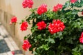 Red garden geranium flowers in pot , close up shot geranium flowers. pelargonium Royalty Free Stock Photo