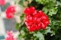 Red garden geranium flowers in pot , close up shot geranium flowers. pelargonium Royalty Free Stock Photo