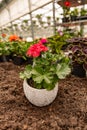 Red garden geranium flowers in pot Royalty Free Stock Photo