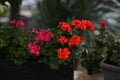 Red garden geranium flowers in pots on a windowsill Royalty Free Stock Photo