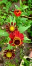 Red garden gerberas bloom in summer