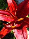 Red garden lily stamens macro photography. yellow lily petals floral background. lily, orchid, macro