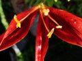 Red garden lily stamens macro photography. yellow lily petals floral background. lily, orchid, macro Royalty Free Stock Photo