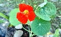 Red garden nasturtium flower
