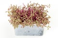 Red garden orache microgreen in white plastic container Royalty Free Stock Photo