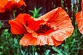 Red garden poppy in raindrops Royalty Free Stock Photo