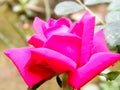 Red garden rose flower on a nature background. Close-up. Pollen, pink color, multi layered petal. Elegance Valentine card,