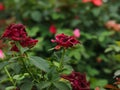 red garden rose in garden flowers photography concept