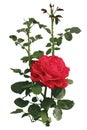 Red garden rose. Vector illustration Royalty Free Stock Photo