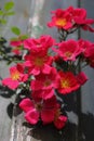 Red garden roses flowers  blooming with the wooden fence background Royalty Free Stock Photo