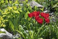 Tulipa Sylvestris