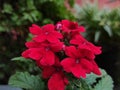 Red garden verbena flowers in the garden Royalty Free Stock Photo