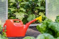 red garden watering can stands in the garden Royalty Free Stock Photo